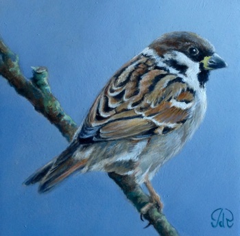 An ordinary sparrow