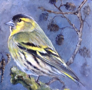 Siskin