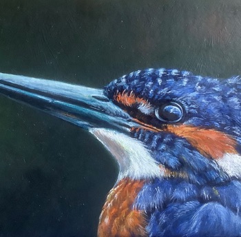 close-up-ijsvogel